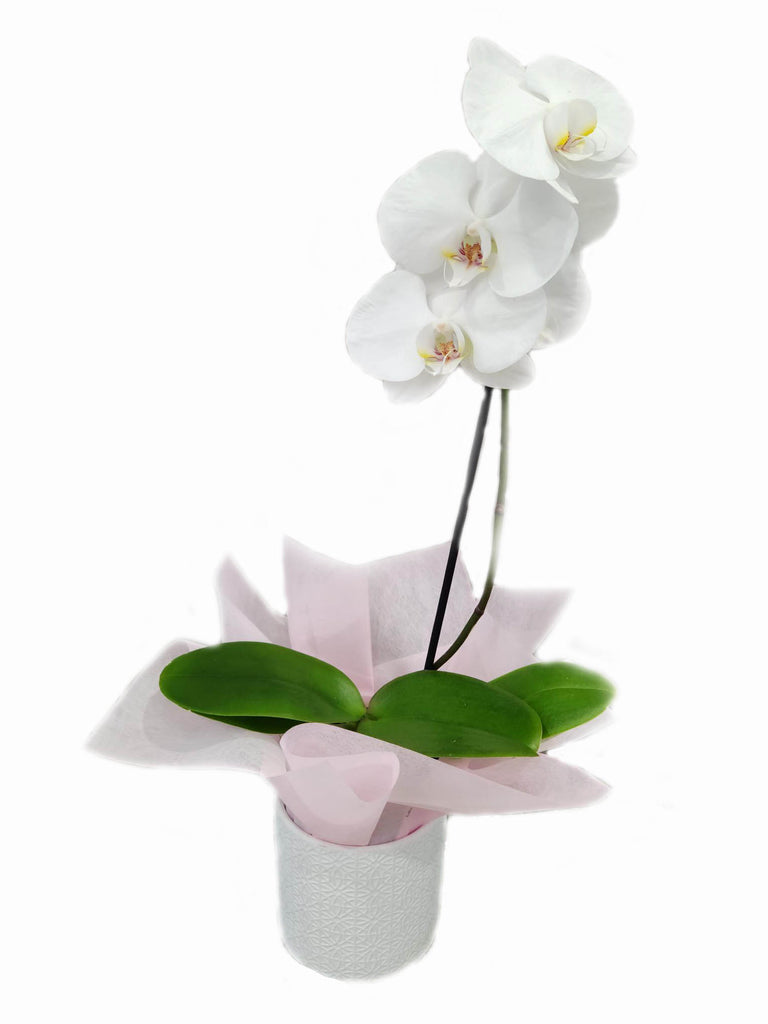 Phalaenopsis Orchid