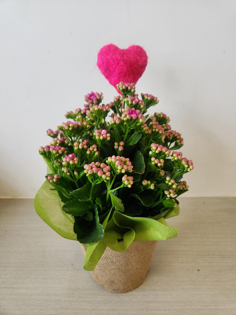 Kalanchoe Plant