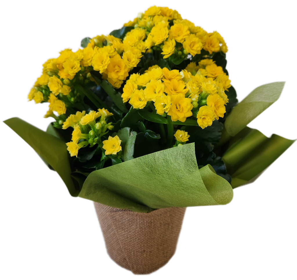 Kalanchoe Plant