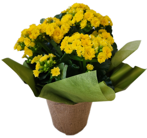 Kalanchoe Plant