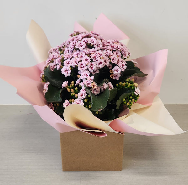 Deal of the week - Plant 4/5/26 -10/5/26