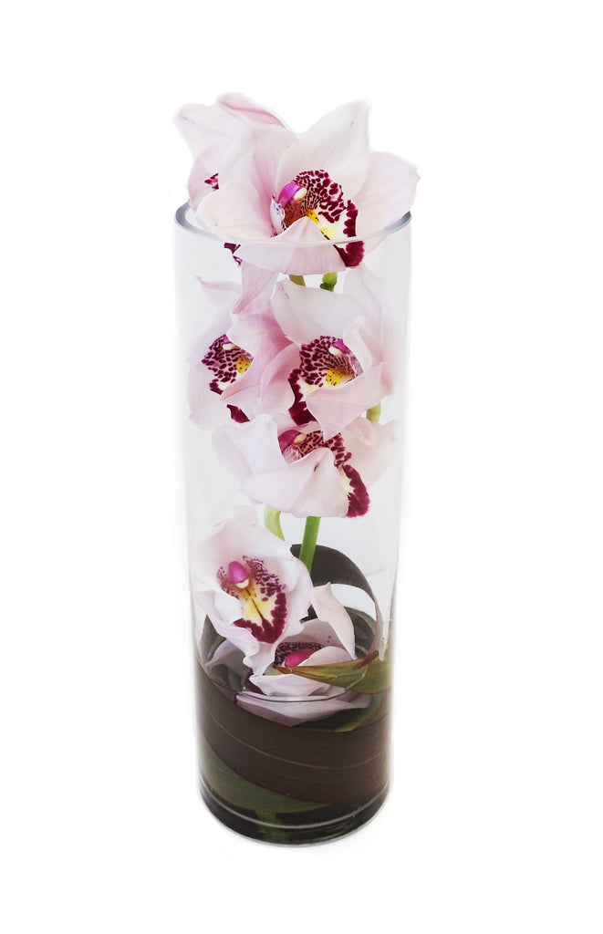 Cymbidium in cylinder vase