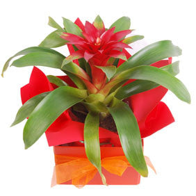 Bromeliad Plant