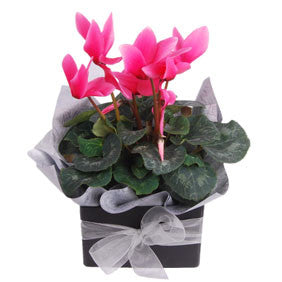 Cyclamen Plant