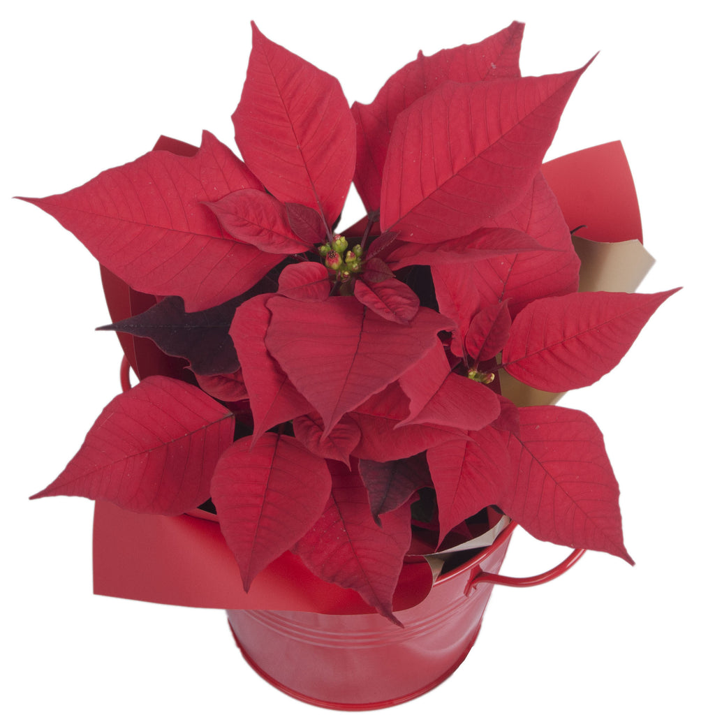 Poinsettia Plant in Tin